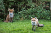 Red fox cubs at edge of forest Chordates,Chordata,Mammalia,Mammals,Carnivores,Carnivora,Dog, Coyote, Wolf, Fox,Canidae,Asia,Africa,Common,Riparian,Terrestrial,Animalia,vulpes,Omnivorous,Vulpes,Urban,Europe,Temperate,Mountains,Agric