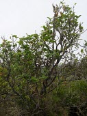 Small Kauai prickly-ash Mature form,Plantae,Terrestrial,North America,kauaense,Sapindales,Zanthoxylum,Rutaceae,Tracheophyta,Magnoliopsida,Photosynthetic,Near Threatened,IUCN Red List