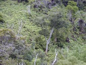 Kauai prickly-ash in habitat Habitat,Mature form,Species in habitat shot,Plantae,Terrestrial,North America,kauaense,Sapindales,Zanthoxylum,Rutaceae,Tracheophyta,Magnoliopsida,Photosynthetic,Near Threatened,IUCN Red List