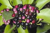 Fruit of the marlberry Fruits or berries,Mature form,Ardisia,squamulosa,Magnoliopsida,Primulales,Photosynthetic,Myrsinaceae,Tropical,Plantae,Asia,Vulnerable,Tracheophyta,Terrestrial,IUCN Red List