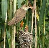 Basra reed warbler at nest with chicks Chick,Adult,Aves,Birds,Chordates,Chordata,Old World Warblers, Gnatcatchers,Sylviidae,Perching Birds,Passeriformes,Acrocephalus,Brackish,Fresh water,Asia,griseldis,Temporary water,Africa,Terrestrial,Aq