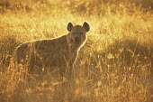 Spotted hyena at dawn Chordates,Chordata,Hyaenidae,Hyenas, Aardwolves,Carnivores,Carnivora,Mammalia,Mammals,Savannah,crocuta,Carnivorous,Least Concern,Africa,Tropical,Desert,Sub-tropical,Crocuta,Animalia,IUCN Red List