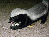 Honey badger feeding on snake Adult,Weasels, Badgers and Otters,Mustelidae,Chordates,Chordata,Mammalia,Mammals,Carnivores,Carnivora,Africa,capensis,Desert,Animalia,Savannah,Mellivora,Carnivorous,Asia,Least Concern,Sub-tropical,Ter