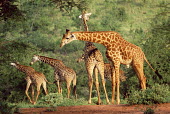 Maasai giraffes (Giraffa camelopardalis) Even-toed Ungulates,Artiodactyla,Chordates,Chordata,Mammalia,Mammals,Giraffidae,Giraffes,Terrestrial,Africa,Cetartiodactyla,Savannah,Herbivorous,Endangered,camelopardalis,Animalia,Giraffa,Least Concer