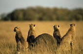Cheetah (Acinonyx jubatus) family on look-out, Masai Mara National Reserve, Kenya Date Chordates,Chordata,Carnivores,Carnivora,Mammalia,Mammals,Felidae,Cats,jubatus,Savannah,Appendix I,Africa,Acinonyx,Critically Endangered,Carnivorous,Terrestrial,Animalia,Endangered,Scrub,Vulnerable,IUC