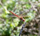 Male red-veined darter perched Africa,Insecta,Wetlands,Odonata,Libellulidae,Least Concern,Brackish,Streams and rivers,Animalia,Flying,Europe,Arthropoda,Ponds and lakes,Sympetrum,Asia,Temporary water,Fresh water,IUCN Red List