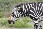 Cape Mountain Zebra with ears folded back and mouth open in submission Inter-specific Relationships,Equus,Terrestrial,Semi-desert,zebra,Vulnerable,Equidae,Mountains,Herbivorous,Africa,Appendix II,Mammalia,Chordata,Appendix I,Perissodactyla,Animalia,IUCN Red List