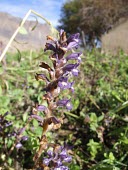 Egyptian broomrape flowers Flower,Parasitic/parasitoid,Plantae,Photosynthetic,Tracheophyta,Scrophulariales,Terrestrial,Scrub,Forest,Scrophulariaceae,Africa,Not Evaluated,Magnoliopsida,Desert,Asia,Orobanche
