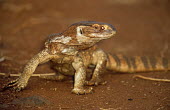 Savannah monitor lizard Reptilia,Squamata,Varanus,Carnivorous,Savannah,Chordata,Animalia,IUCN Red List,Least Concern,Terrestrial,Grassland,Varanidae,Africa