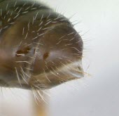 Monomorium talbotae specimen, close-up of sting Terrestrial,Arthropoda,Animalia,IUCN Red List,Vulnerable,Hymenoptera,Omnivorous,Formicidae,Monomorium,North America,Insecta