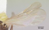 Pheidole elecebra male specimen, wing detail IUCN Red List,Insecta,Terrestrial,Omnivorous,Hymenoptera,Pheidole,Formicidae,Vulnerable,North America,Animalia,Arthropoda