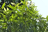 Magnolia kachirachirai leaves from below Leaves,Magnolia,Magnoliaceae,Asia,Endangered,Magnoliales,Terrestrial,Photosynthetic,IUCN Red List,Magnoliopsida,Tracheophyta,Plantae
