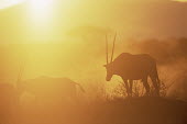 Beisa oryx at sunset www.JamesWarwick.co.uk Bovidae,Bison, Cattle, Sheep, Goats, Antelopes,Chordates,Chordata,Mammalia,Mammals,Even-toed Ungulates,Artiodactyla,gazella,Herbivorous,Africa,Savannah,Desert,Animalia,Least Concern,Terrestrial,Cetartiodactyla,Oryx,IUCN Red List