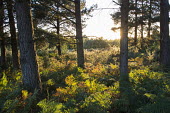 Bracken and Scots pines at sunset Tracheophyta,Terrestrial,Pinaceae,Coniferales,Asia,Photosynthetic,Coniferopsida,Common,Europe,Plantae,sylvestris,Temperate,Pinus,IUCN Red List,Least Concern