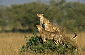 Cheetahs (Acinonyx jubatus) on look-out from termite hill, Masai Mara National Reserve Chordates,Chordata,Carnivores,Carnivora,Mammalia,Mammals,Felidae,Cats,jubatus,Savannah,Appendix I,Africa,Acinonyx,Critically Endangered,Carnivorous,Terrestrial,Animalia,Endangered,Scrub,Vulnerable,IUC