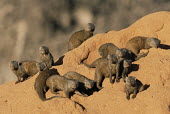 Dwarf mongooses on termite hill Chordates,Chordata,Herpestidae,Mongooses, Meerkat,Carnivores,Carnivora,Mammalia,Mammals,Animalia,Helogale,parvula,Omnivorous,Grassland,Least Concern,Desert,Terrestrial,Scrub,Africa,IUCN Red List