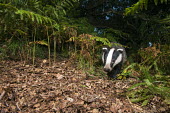 European badger in oak woods Carnivores,Carnivora,Mammalia,Mammals,Chordates,Chordata,Weasels, Badgers and Otters,Mustelidae,Europe,meles,Temperate,Animalia,Meles,Coastal,Species of Conservation Concern,Scrub,Wildlife and Conserv