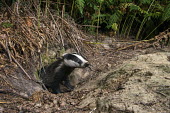 European badger cub at sett entrance hole Carnivores,Carnivora,Mammalia,Mammals,Chordates,Chordata,Weasels, Badgers and Otters,Mustelidae,Europe,meles,Temperate,Animalia,Meles,Coastal,Species of Conservation Concern,Scrub,Wildlife and Conserv