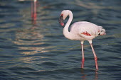 Lesser flamingo portrait