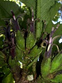 Haleakala cyanea Mature form,Cyanea,Vulnerable,Campanulales,Plantae,Photosynthetic,Terrestrial,Magnoliopsida,Campanulaceae,North America,Mountains,IUCN Red List,Tracheophyta