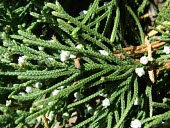 Southern red cedar branch close up, showing fruit Leaves,Fruits or berries,Seeds,Mature form,Plantae,Cupressaceae,Coniferales,Coniferopsida,Terrestrial,Critically Endangered,bermudiana,North America,Juniperus,Photosynthetic,Tracheophyta,IUCN Red List