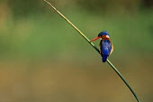 Malachite kingfisher on reed