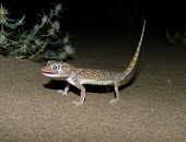 Middle Eastern short-fingered gecko licking its eye Adult,Carnivorous,Reptilia,Asia,Desert,Least Concern,Stenodactylus,Chordata,Africa,Terrestrial,IUCN Red List,Animalia,Gekkonidae,Squamata
