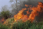 Managed burning of savannah woodland