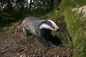 European badger cub (Meles meles) in oak woods Carnivores,Carnivora,Mammalia,Mammals,Chordates,Chordata,Weasels, Badgers and Otters,Mustelidae,Europe,meles,Temperate,Animalia,Meles,Coastal,Species of Conservation Concern,Scrub,Wildlife and Conserv