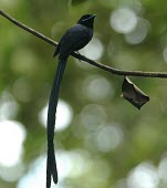Male Seychelles paradise-flycatcher Adult,Adult Male,Passeriformes,Forest,Wetlands,Chordata,Terpsiphone,Omnivorous,Muscicapidae,Critically Endangered,Africa,Aves,Flying,Animalia,corvina,IUCN Red List