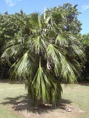 Pritchardia munroi in botanical garden Mature form,IUCN Red List,Terrestrial,munroi,Liliopsida,Palmae,Photosynthetic,Tracheophyta,Critically Endangered,Arecales,Pacific,Plantae,Pritchardia