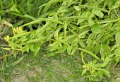 Asian spiderflower, young fruits Fruits or berries,Mature form,Leaves,Australia,Plantae,Terrestrial,Europe,Capparales,Asia,Photosynthetic,Cleome,Africa,Capparaceae,Magnoliopsida,Tracheophyta
