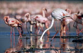 Greater flamingo feeding with lesser flamingos