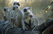 Langur monkeys resting on log