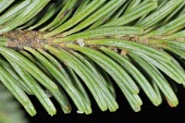 Taiwan fir, close-up of needles Leaves,Asia,Near Threatened,Tracheophyta,Forest,Lower Risk,Plantae,Coniferales,IUCN Red List,Pinaceae,Terrestrial,Coniferopsida,Photosynthetic,Abies