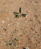 Dactyloctenium scindicum Mature form,Tracheophyta,Plantae,Cyperales,Photosynthetic,Terrestrial,Liliopsida,Poaceae,Dactyloctenium