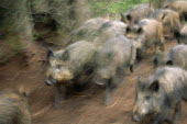 Wild boar running (captive) Even-toed Ungulates,Artiodactyla,Mammalia,Mammals,Suidae,Hogs and Pigs,Chordates,Chordata,Asia,Seasonal/monsoon forest,Scrub,Sub-tropical,Least Concern,Forest,Africa,IUCN Red List,Temperate,Terrestria