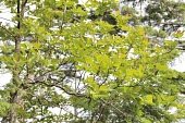 Sassafras randaiense leaves Leaves,Mature form,IUCN Red List,Plantae,Sassafras,Tracheophyta,Vulnerable,Photosynthetic,Forest,Terrestrial,Lauraceae,Magnoliopsida,Laurales,Asia