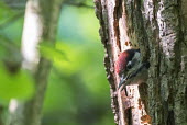 Great spotted woodpecker young in nest hole Chordates,Chordata,Picidae,Woodpeckers,Piciformes,Woodpeckers and Flicker,Aves,Birds,Urban,Flying,Omnivorous,Dendrocopos,Common,Temperate,Arboreal,Europe,Animalia,major,IUCN Red List,Least Concern