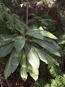Haleakala cyanea foliage Leaves,Cyanea,Vulnerable,Campanulales,Plantae,Photosynthetic,Terrestrial,Magnoliopsida,Campanulaceae,North America,Mountains,IUCN Red List,Tracheophyta