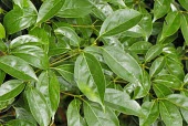 Cinnamomum kanahirae leaves Leaves,Lauraceae,Plantae,Cinnamomum,Forest,Photosynthetic,IUCN Red List,Asia,Endangered,Laurales,Magnoliopsida,Terrestrial,Tracheophyta