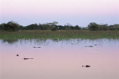 Jacaré/Pantanal caiman at twilight (Caiman crocodilus yacare), Pantanal, Mato Grosso, Brazil Yacaré caiman,Caiman yacare,Alligatoridae,Aligators and Caimans,Reptilia,Reptiles,Chordates,Chordata,Crocodilia,Crocodilians,Yacare caiman,Yacaré,Caiman,Terrestrial,Appendix II,Lower Risk,Streams an