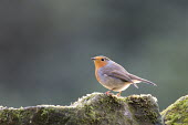 Robin on moss-covered sandstone Aves,Birds,Perching Birds,Passeriformes,Chordates,Chordata,Old World Flycatchers,Muscicapidae,rubecula,Common,Temperate,Turdidae,Flying,Animalia,Europe,Urban,Terrestrial,Asia,Erithacus,Africa,Omnivoro