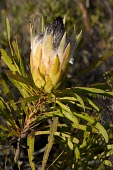 Protea longifolia Leaves,Habitat,Flower,Mature form,Species in habitat shot,Protea,Scrub,Plantae,Magnoliopsida,Photosynthetic,Proteales,Terrestrial,Africa,Tracheophyta,Proteaceae