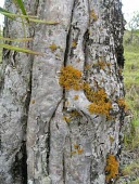 Halapepe trunk with moss Inter-specific Relationships,Mature form,Tracheophyta,Dracaenaceae,Plantae,auwahiensis,Liliales,Forest,Photosynthetic,Vulnerable,Pleomele,Liliopsida,Terrestrial,Pacific,IUCN Red List