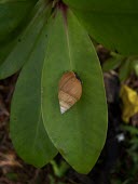 Partulina redfieldi on leaf Terrestrial,Animalia,Stylommatophora,Partulina,IUCN Red List,Gastropoda,Mollusca,Achatinellidae,Endangered