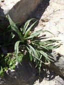 Plantago amplexicaulis Mature form,Tracheophyta,Plantae,Photosynthetic,Asia,Magnoliopsida,Terrestrial,Desert,Plantaginaceae,Plantago,Not Evaluated,Plantaginales