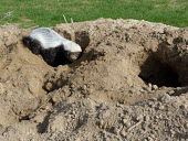 Honey badger digging Adult,Den Making,Living place,How does it live ?,Weasels, Badgers and Otters,Mustelidae,Chordates,Chordata,Mammalia,Mammals,Carnivores,Carnivora,Africa,capensis,Desert,Animalia,Savannah,Mellivora,Carn