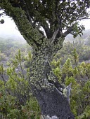 Trunk of large Haleakala sandalwood Mature form,Santalales,Santalum,North America,Photosynthetic,haleakalae,Terrestrial,Plantae,Vulnerable,Magnoliopsida,Tracheophyta,Pacific,Santalaceae,IUCN Red List