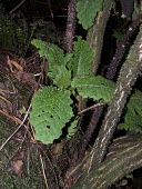 Haleakala cyanea seedling Leaves,Immature form,Cyanea,Vulnerable,Campanulales,Plantae,Photosynthetic,Terrestrial,Magnoliopsida,Campanulaceae,North America,Mountains,IUCN Red List,Tracheophyta